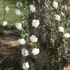 Guirlande mariage de roses blanches 120 cm - Élégance florale